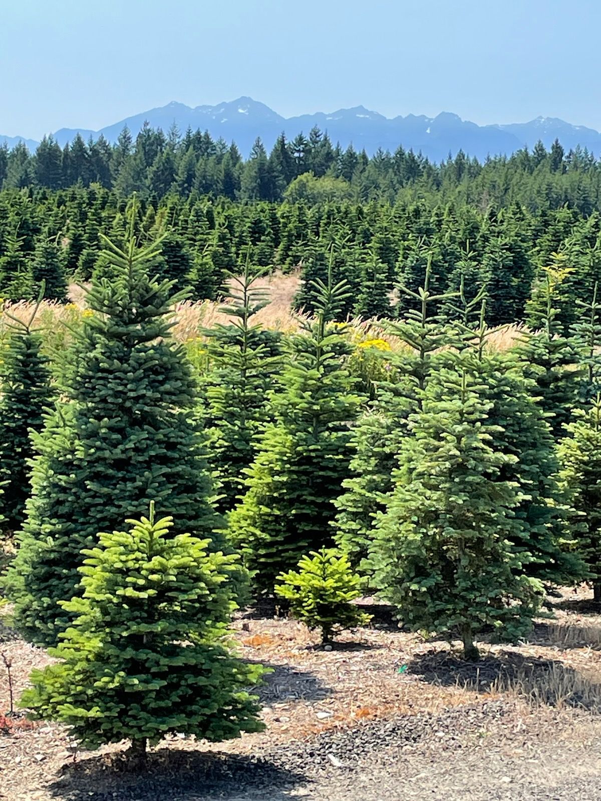 Alpine U Cut Premium UCut Christmas Tree Farm