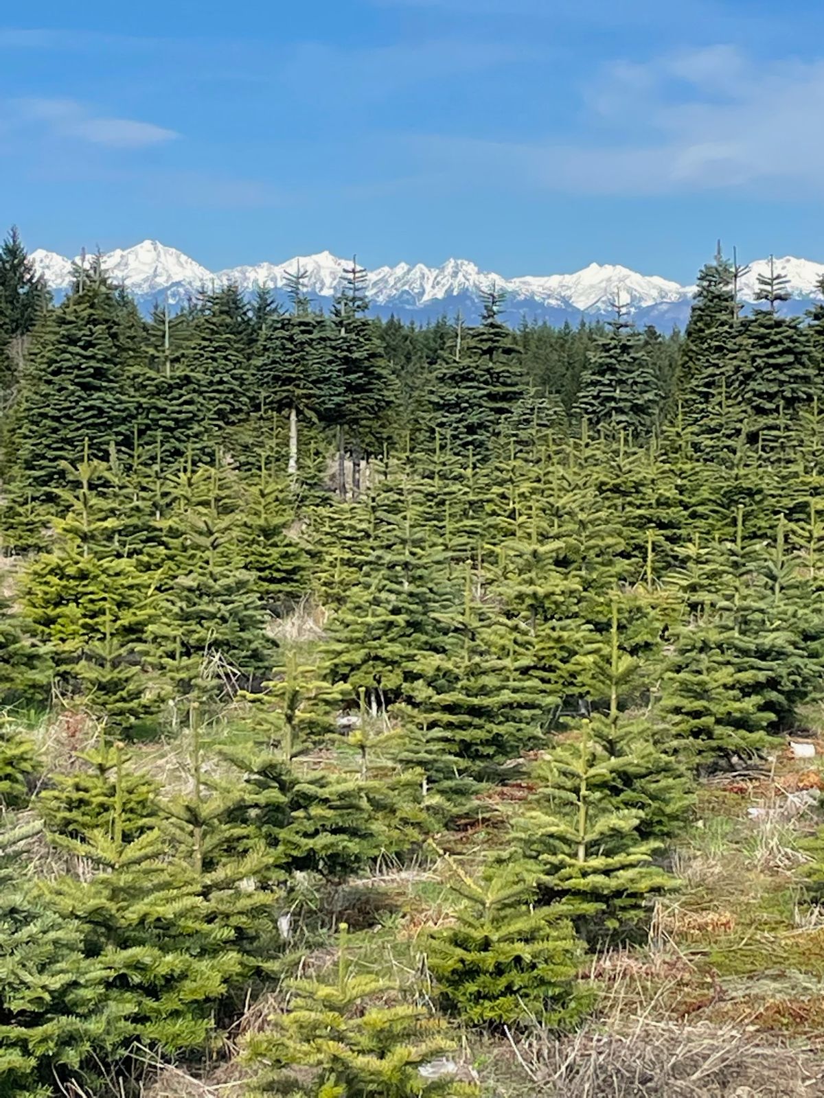 Alpine U Cut Premium UCut Christmas Tree Farm