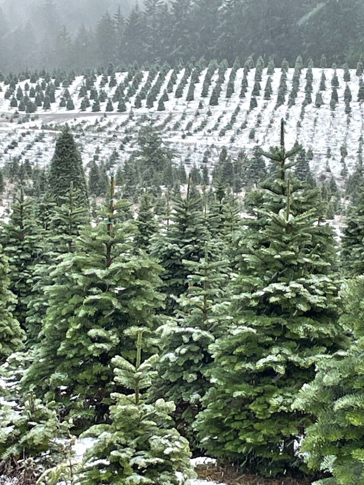 Alpine U Cut Premium UCut Christmas Tree Farm