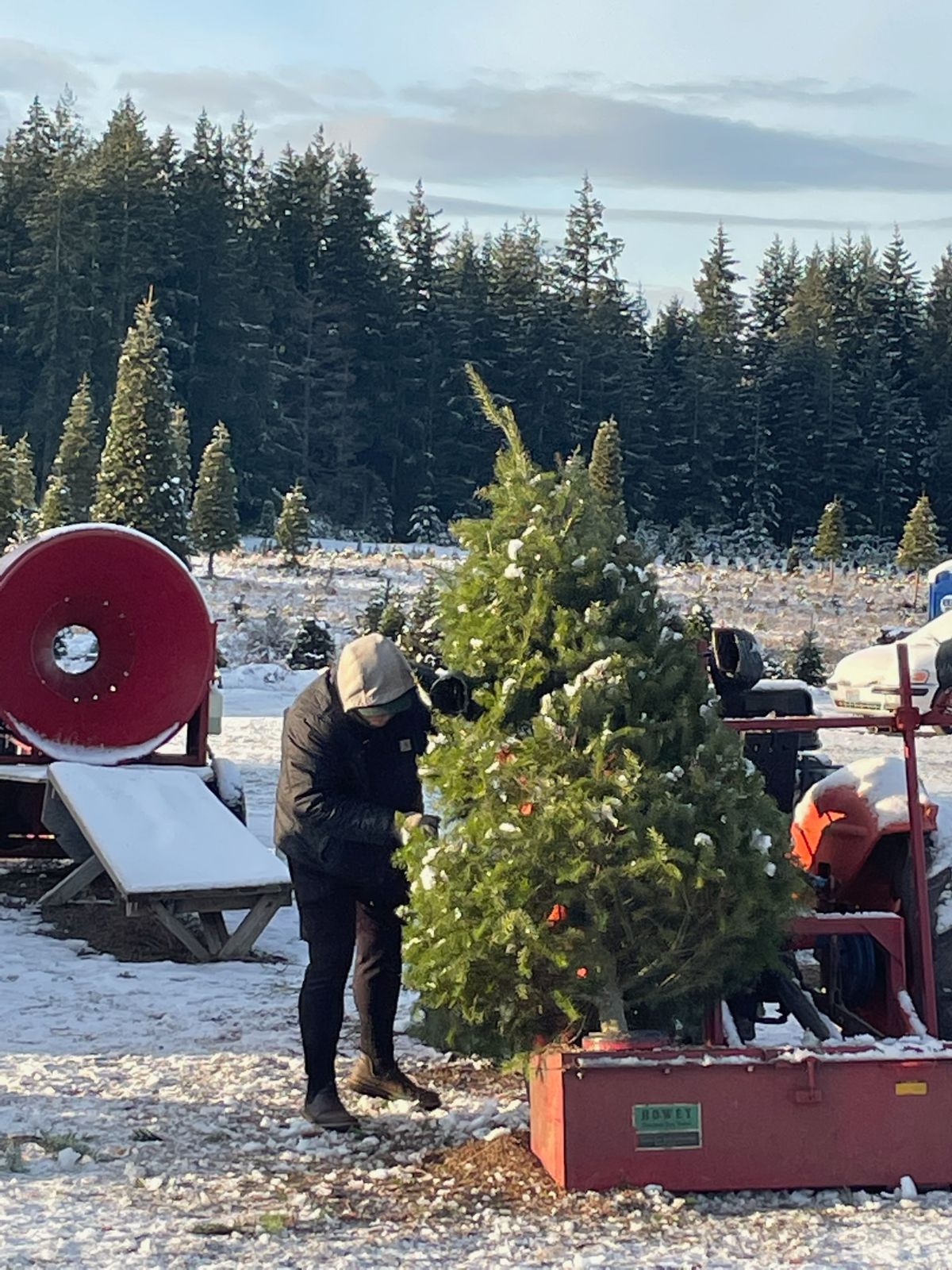 Alpine U Cut Premium UCut Christmas Tree Farm