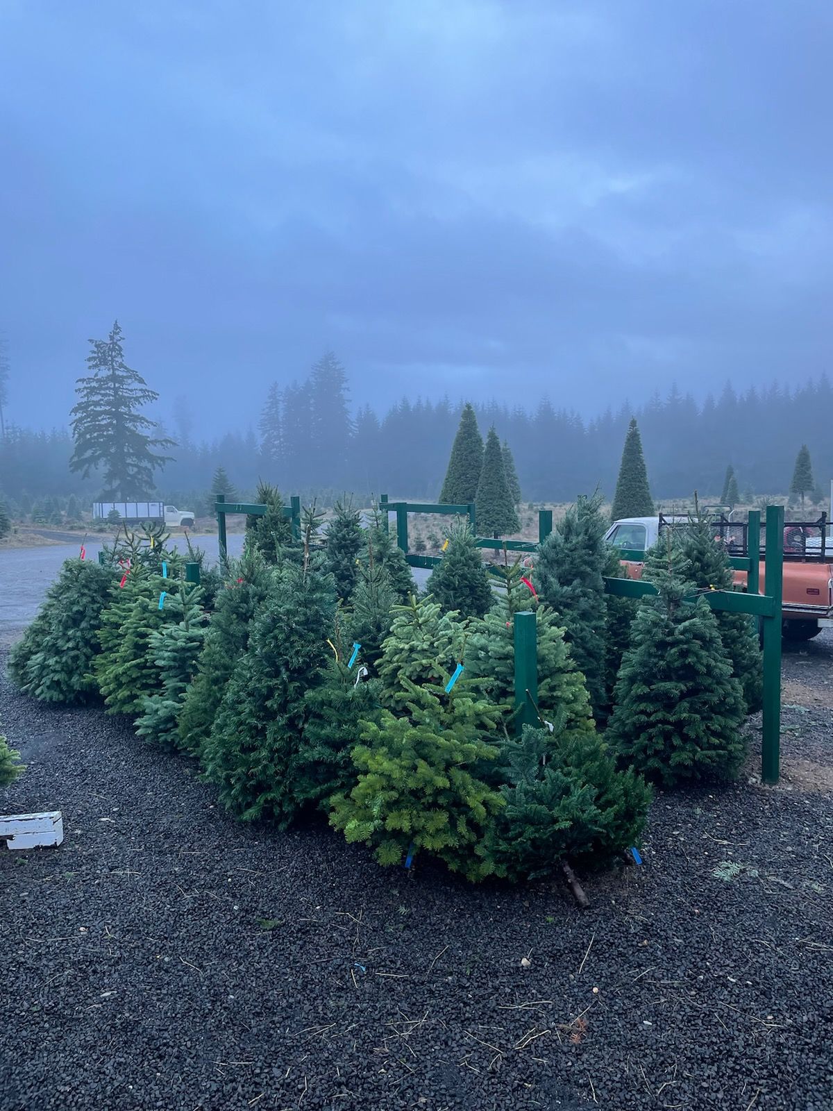 Alpine U Cut Premium UCut Christmas Tree Farm