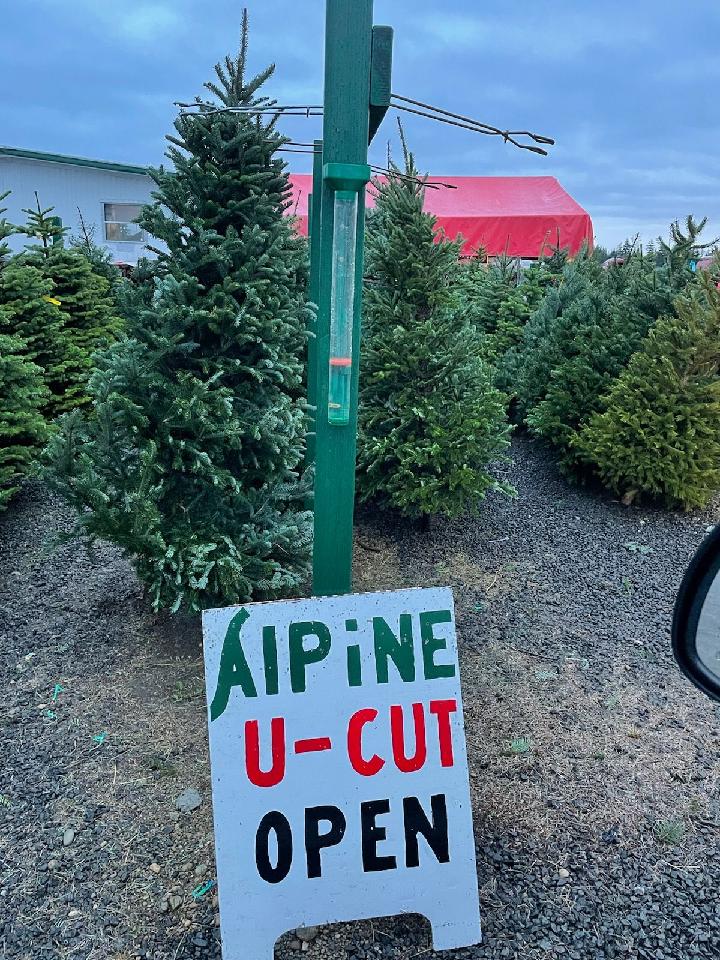 Alpine U Cut Premium UCut Christmas Tree Farm