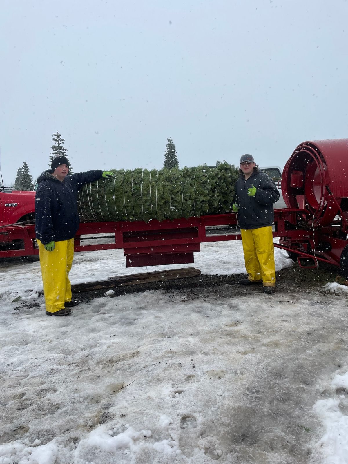 Alpine U Cut Premium UCut Christmas Tree Farm