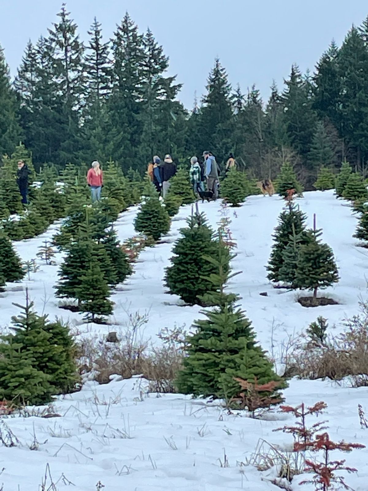 Alpine U Cut Premium UCut Christmas Tree Farm