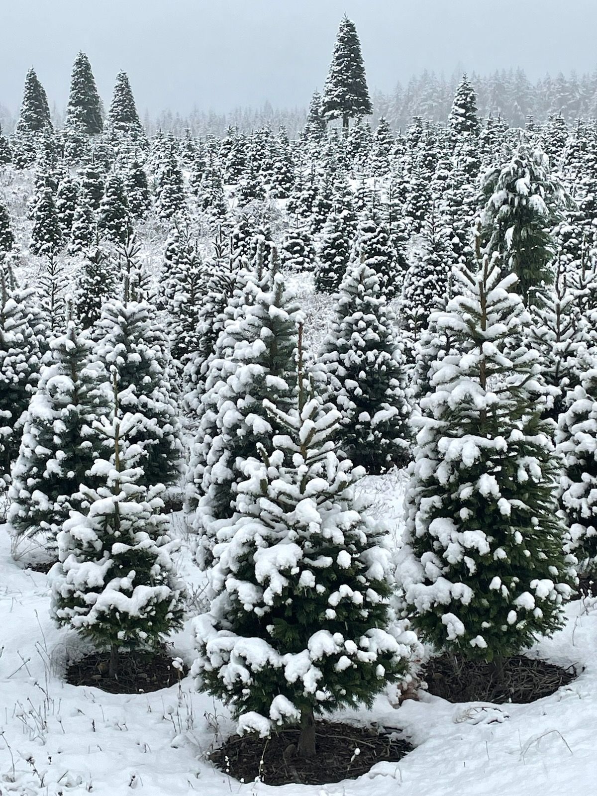 Alpine U Cut Premium UCut Christmas Tree Farm