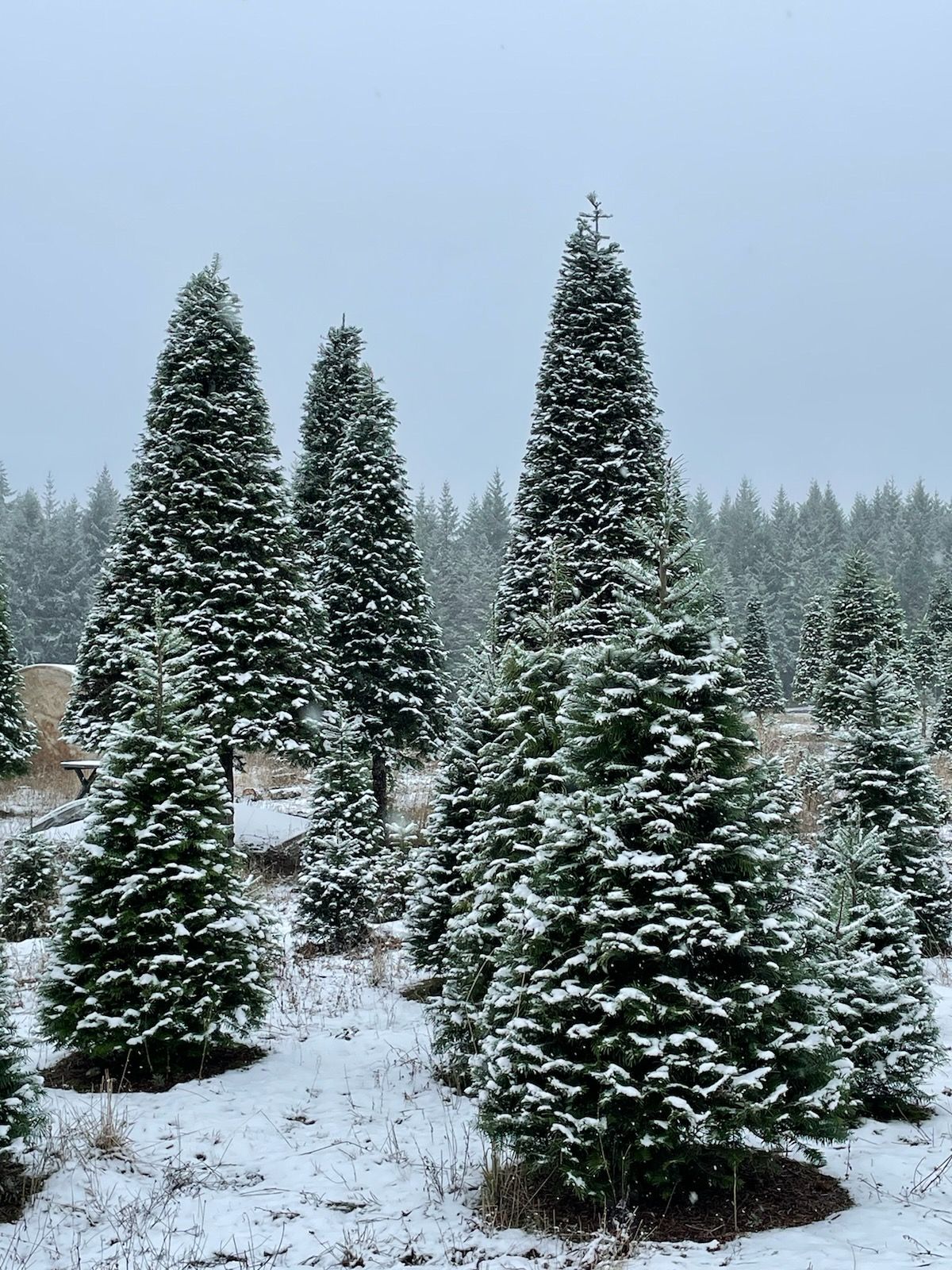 Alpine U Cut Premium UCut Christmas Tree Farm