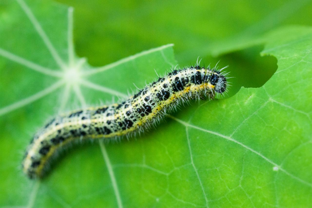 7 Photos Caterpillars In My Herb Garden And View Alqu Blog