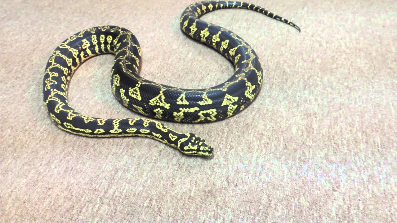 5 Images Reptile Carpet Ball Python And Description Alqu Blog