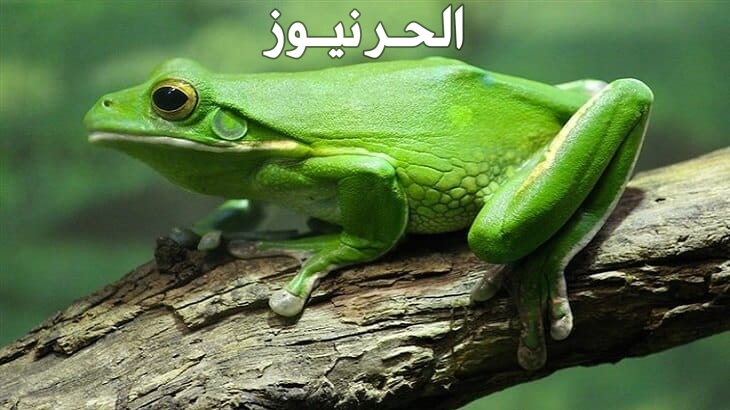 تفسير حلم الضفدع في المنام
