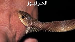 رؤية الثعبان في المنام