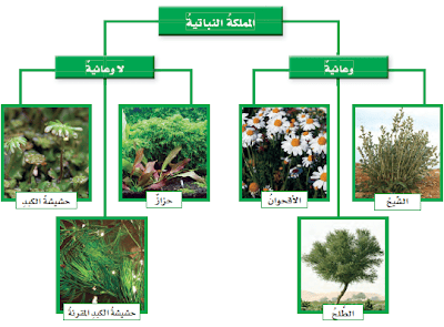 بحث عن النباتات اللاوعائية والوعائية