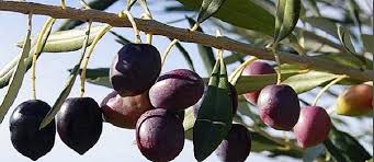 تفسير حلم قطف الزيتون الأسود في المنام
