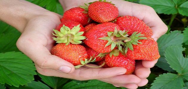 تفسير حلم إعطاء الفراولة في المنام