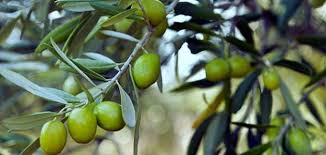 تفسير حلم أكل الزيتون في الأخضر في المنام