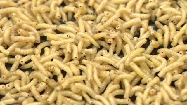تفسير حلم الدود في المنام