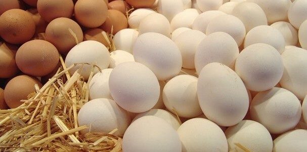 ما هي مدة راحة الدجاجة بعد انتهاء سلسلة البيض