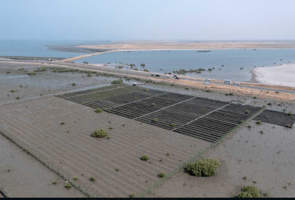 المركز الوطني لتنمية الغطاء النباتي