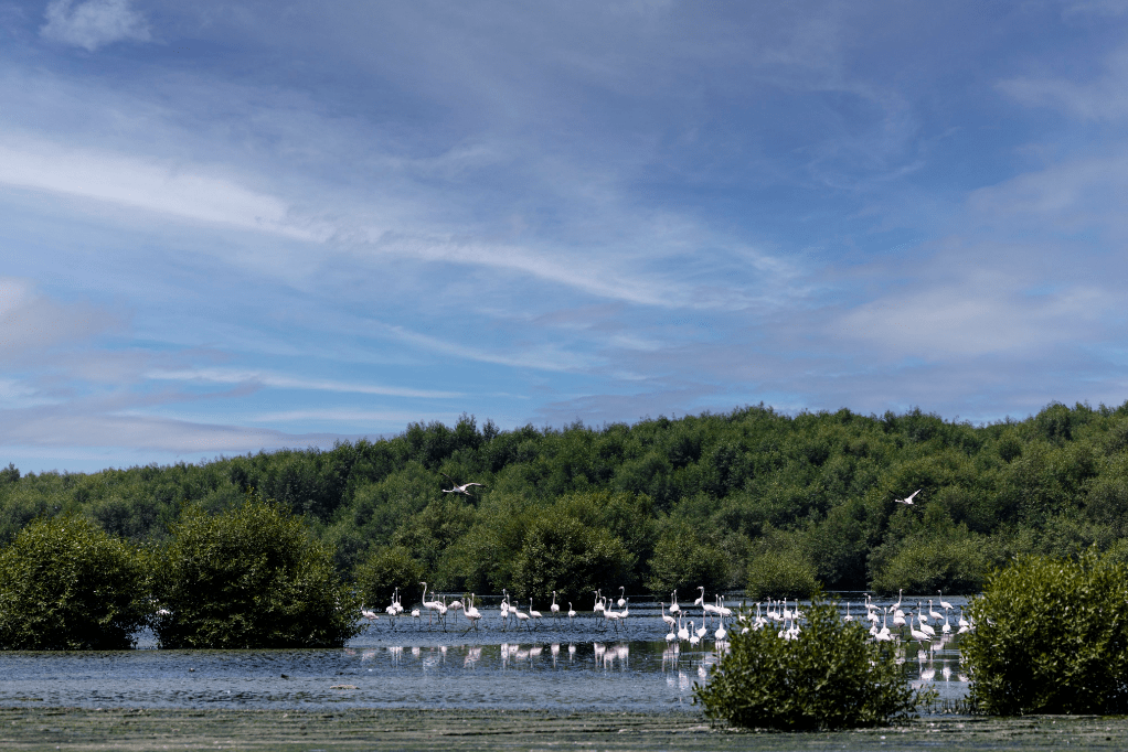 المركز الوطني لتنمية الغطاء النباتي