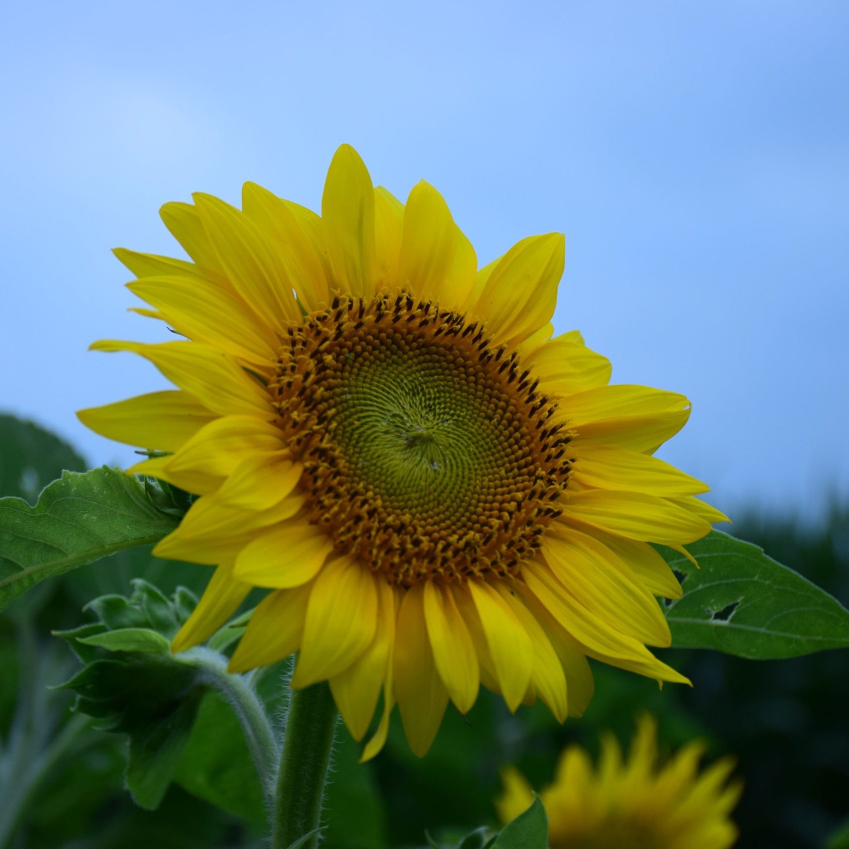 Peredovik Black Oil Sunflower Seeds for Planting