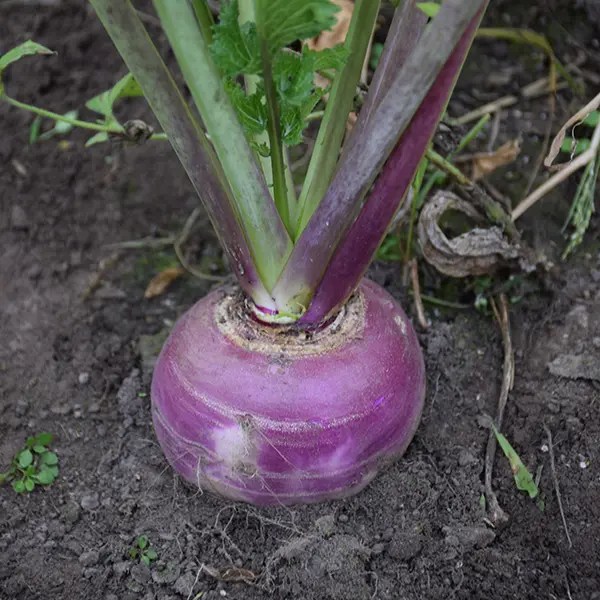 Purple Top Turnip Seeds for Sale 5lb., 25lb., and 50lb. Bags