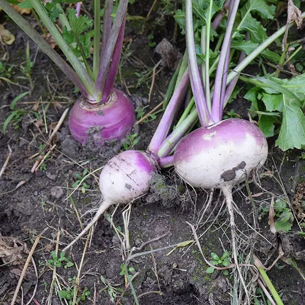 Purple Top Turnip Seeds for Sale 5lb., 25lb., and 50lb. Bags