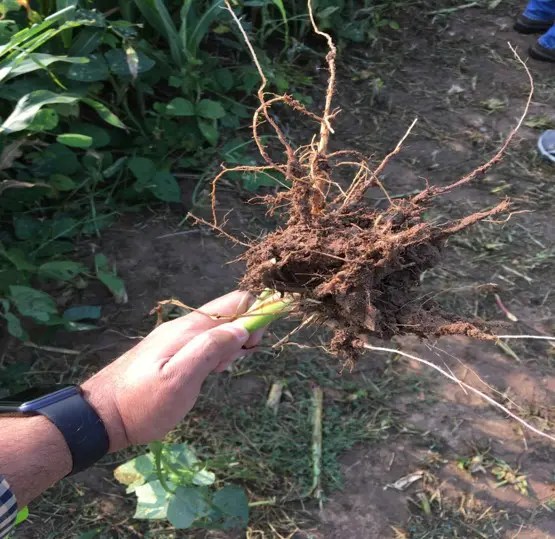 Growing Sunn Hemp Leaves Get Sunn Hemp Cover Crop Seed