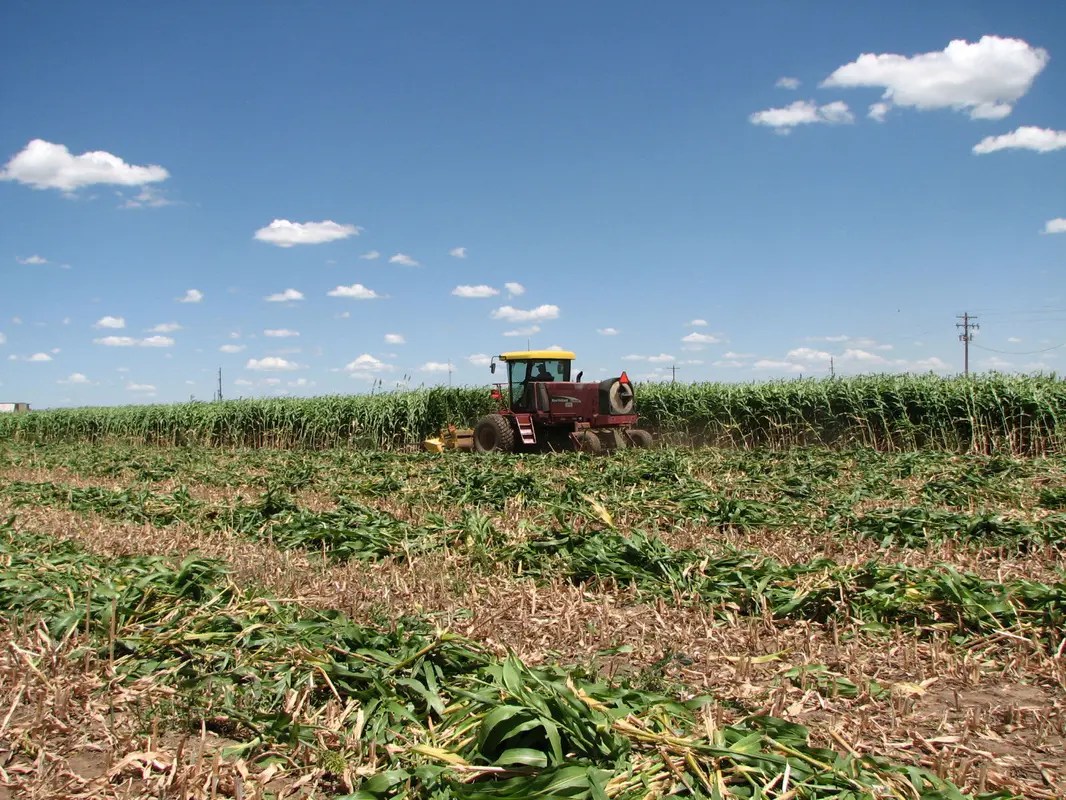 BMR Forage Seed for Sale Albert Lea Seed