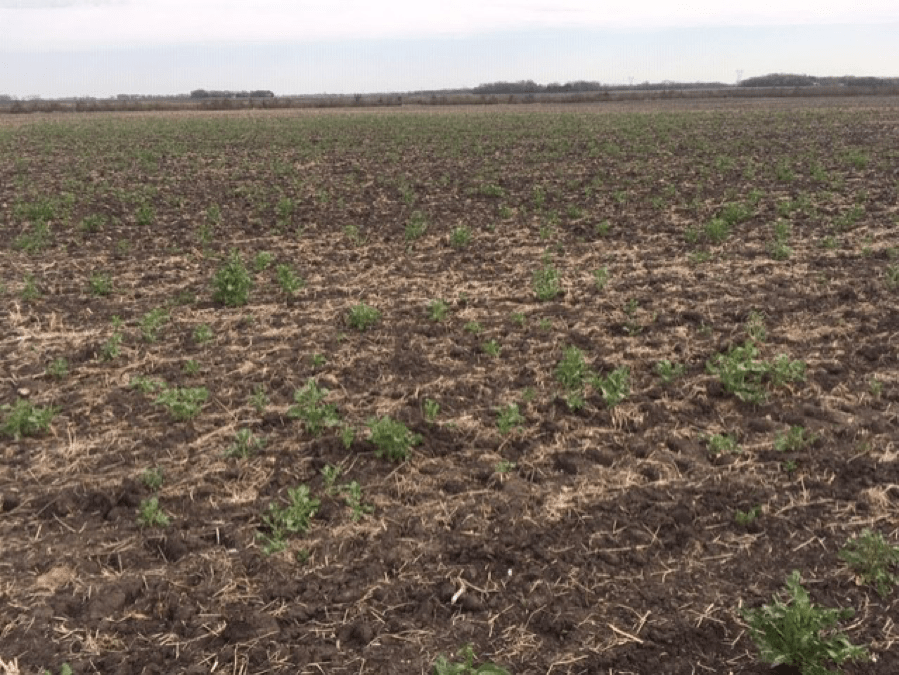 Nine Disadvantages of Cover Crops Albert Lea Seed