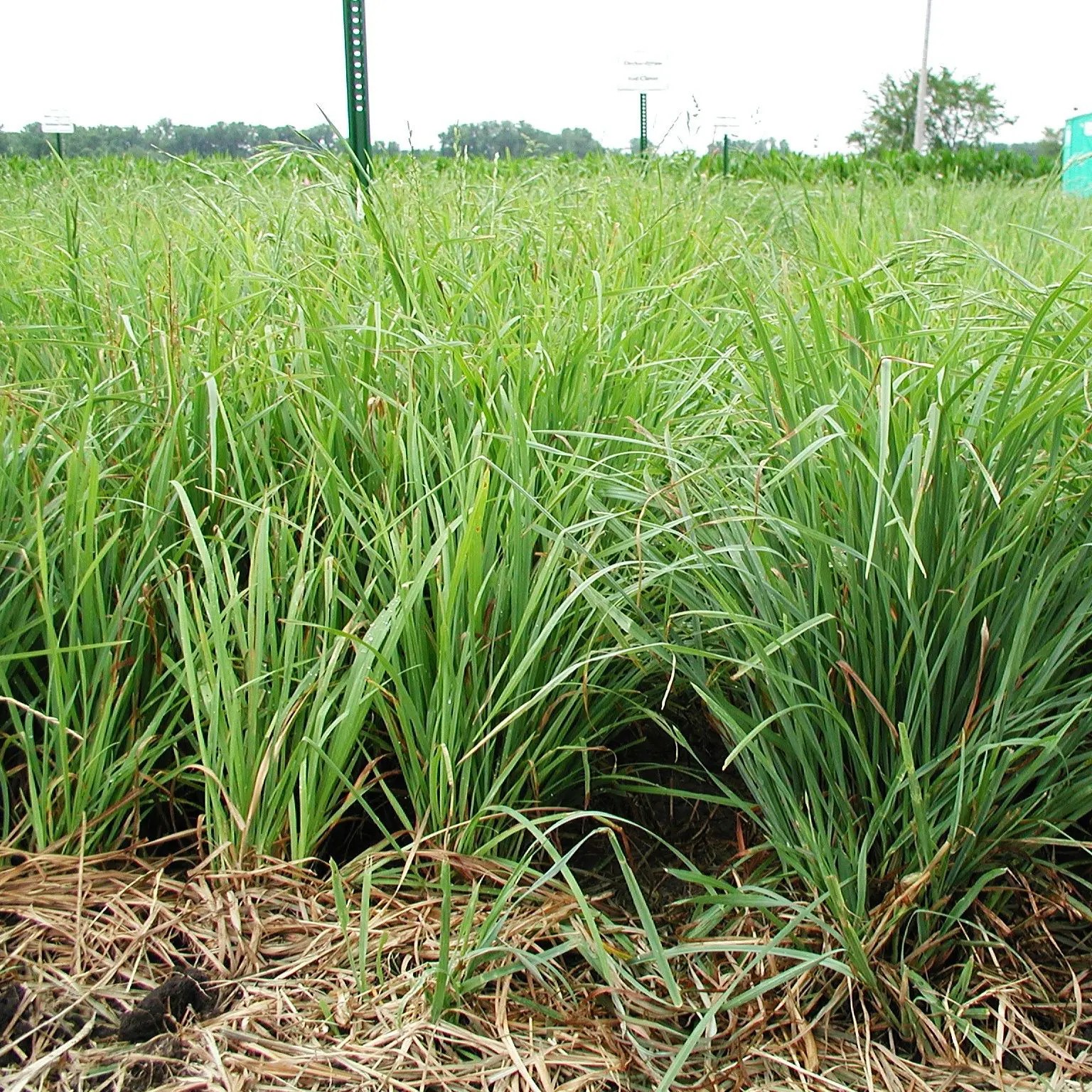 Lidacta Organic Orchard Grass Seed Albert Lea Seed