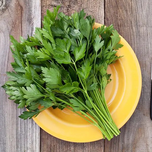 Italian Flat Leaf Parsley Albert Lea Seed