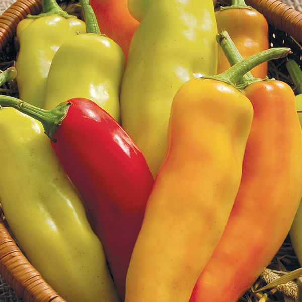 Hungarian Hot Wax Pepper Albert Lea Seed