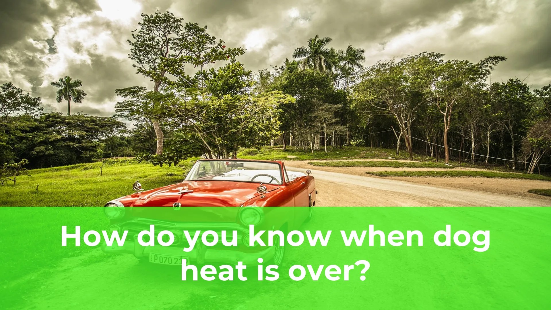 How do you know when dog heat is over Alstoe UK