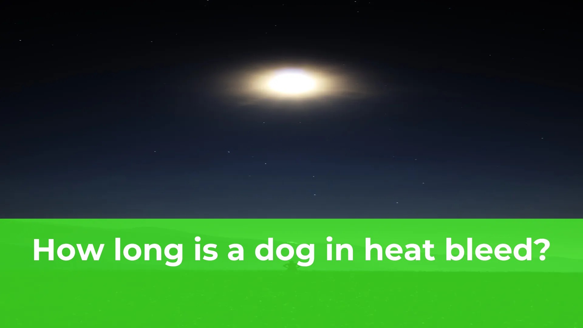 How long is a dog in heat bleed Alstoe UK