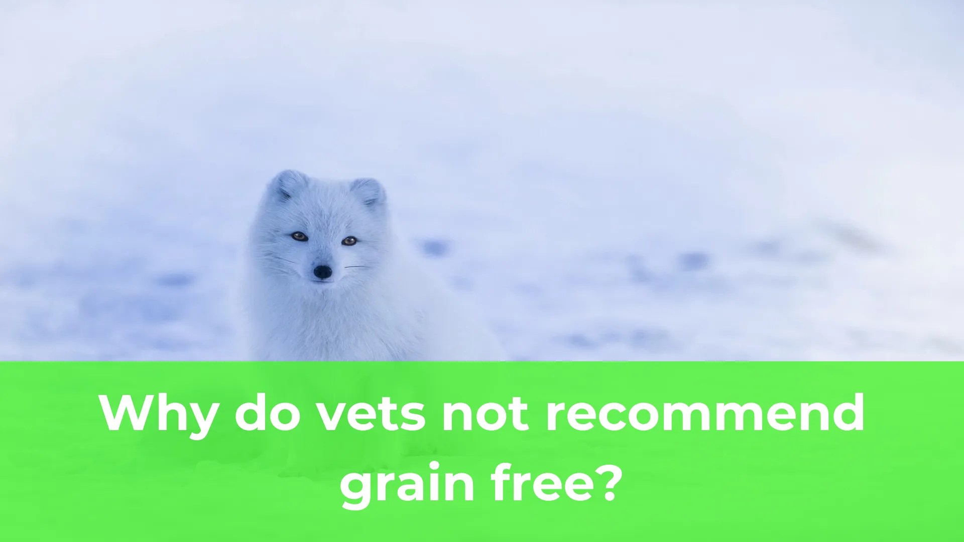 Why do vets not grain free Alstoe UK