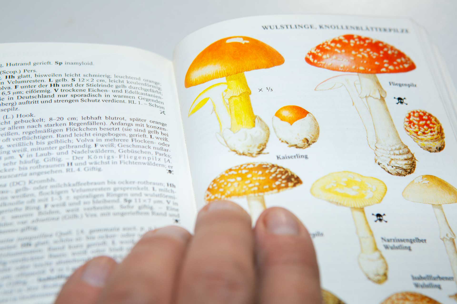 Vom KAISERLING gefunden Altaverde