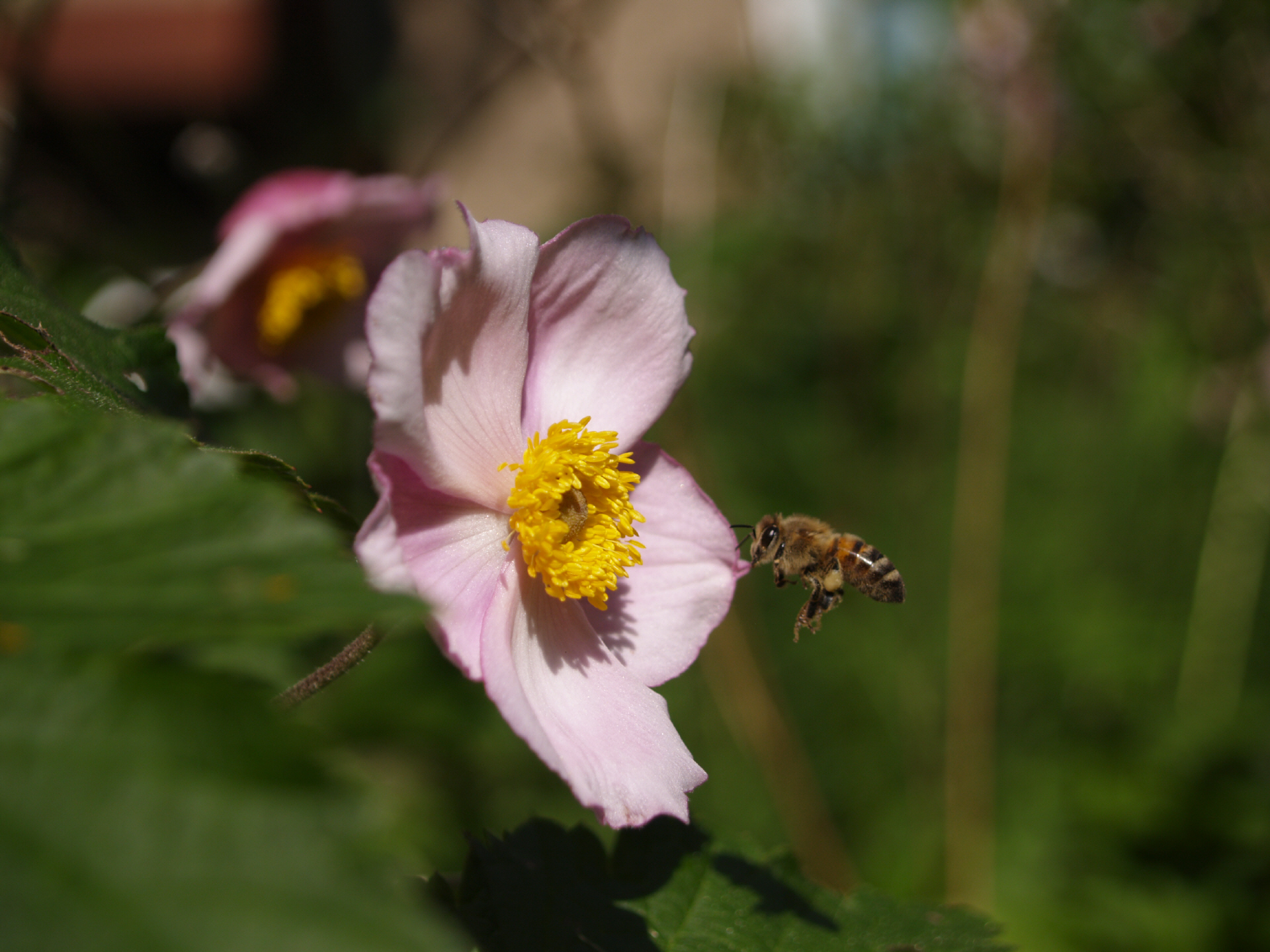 Bienen Hummeln Wespen und Hornissen, Qualitätshonig