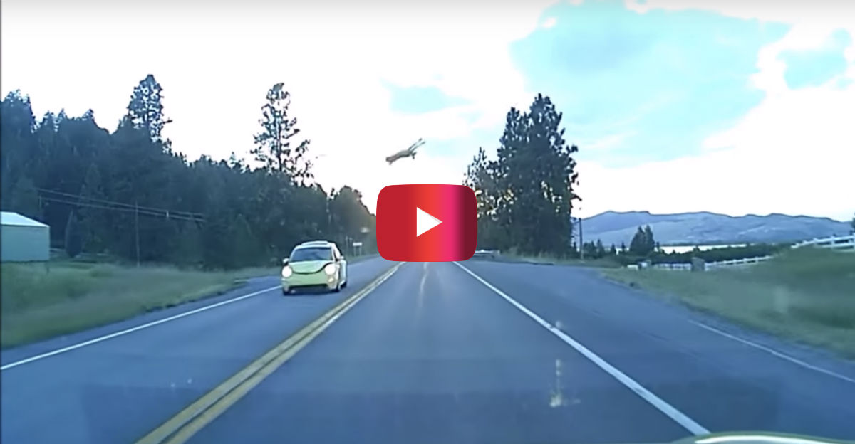 This Deer Caught Some Serious Air When It Got Nailed by a VW Beetle