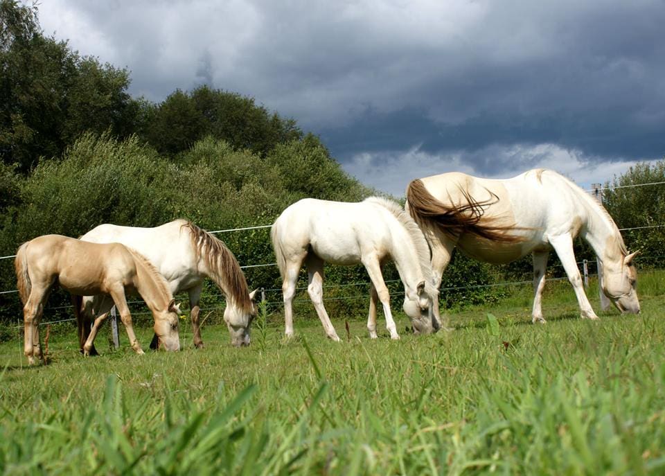 Téléchargement PDF Instant Cheval : la connaissance du Cheval.
