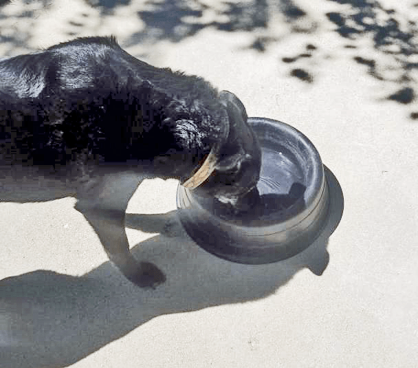 The Best Place to Bury a Dog AlterPet