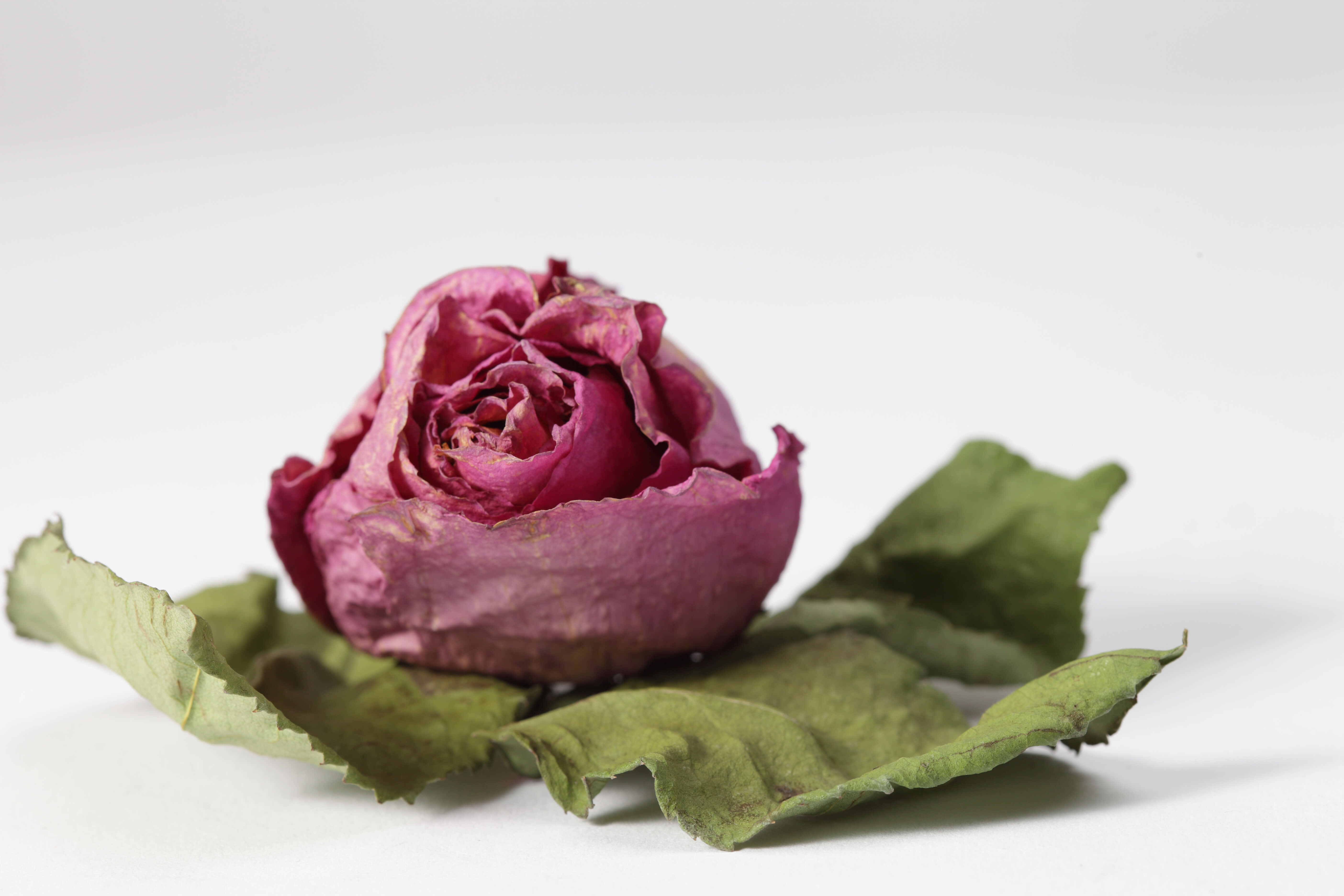 Dried Flower Alterables