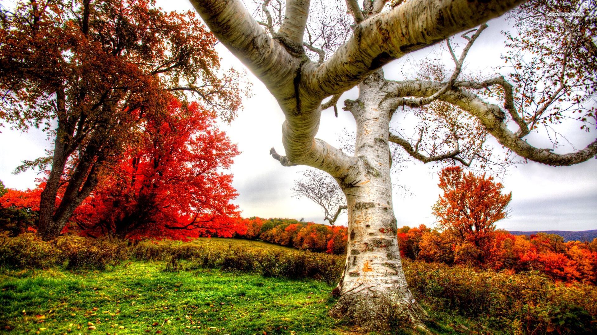 50 of The Most Beautiful Trees In The World