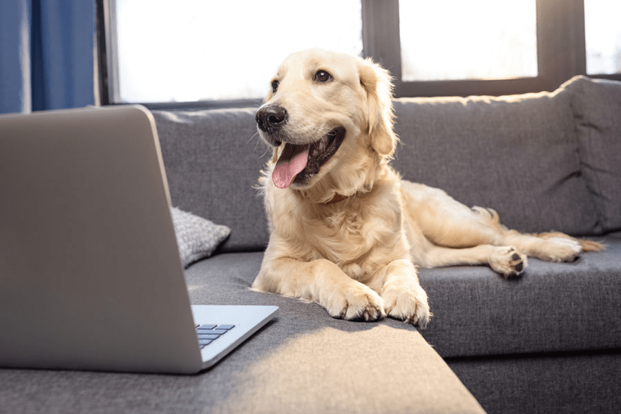 Online Dog Training Puppy Training Alternative Canine Training