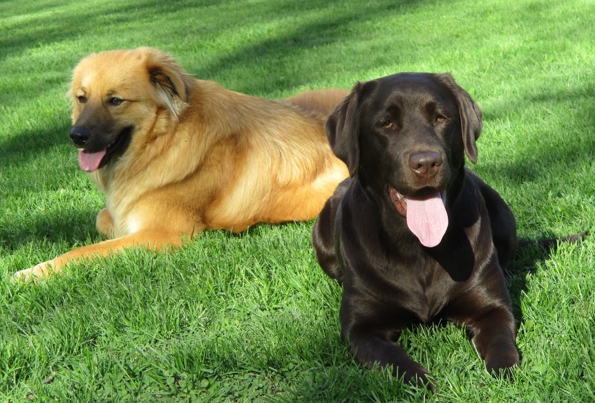 Alternative Dog Daycare & Learning Center Photos