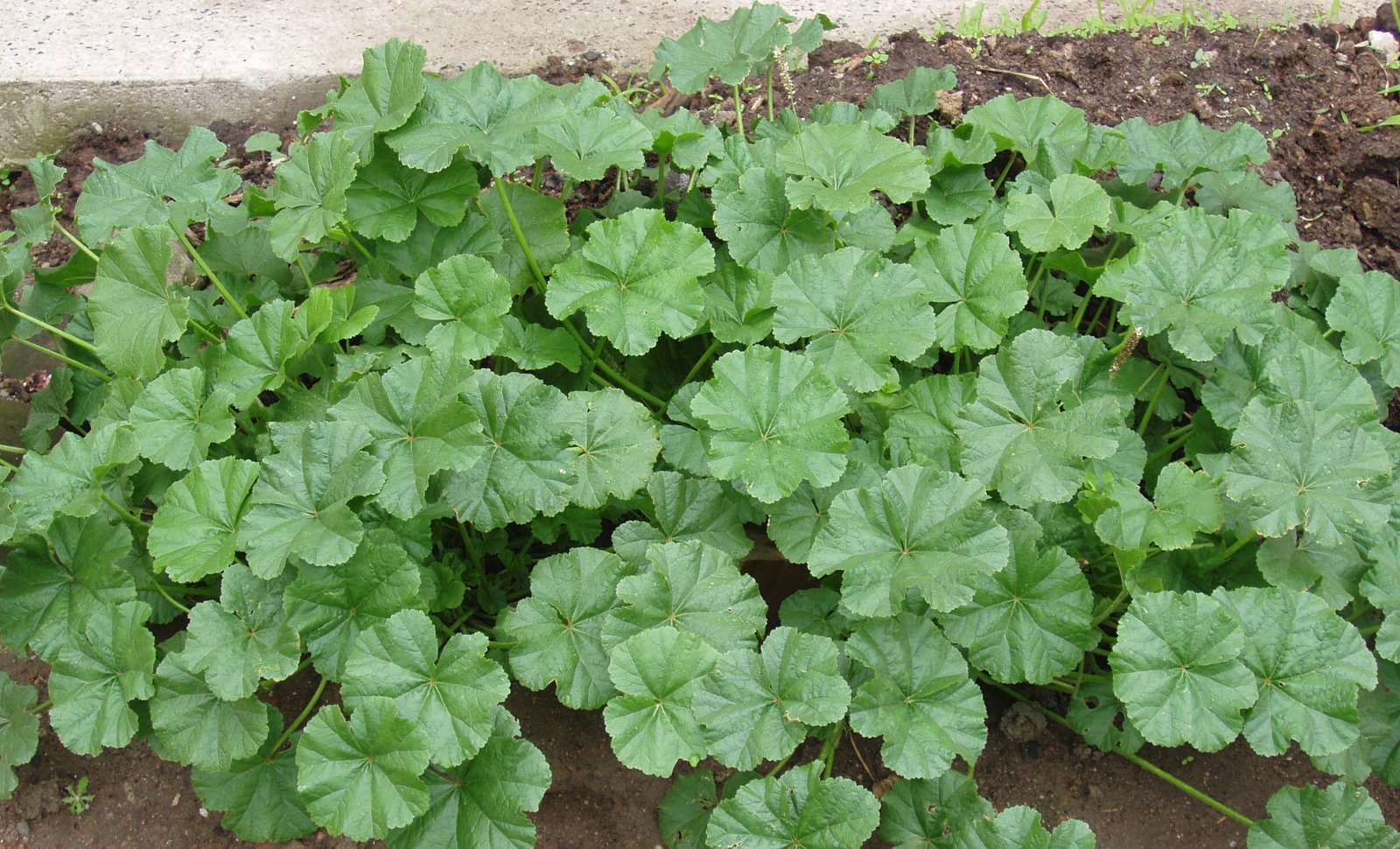 What is Mallow? Alternative Resources Directory