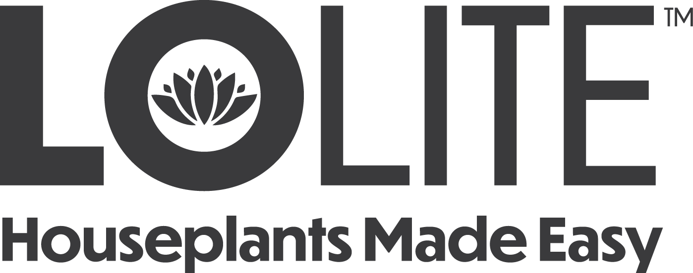 LoLite DroughtTolerant Indoor Houseplants Altman Plants