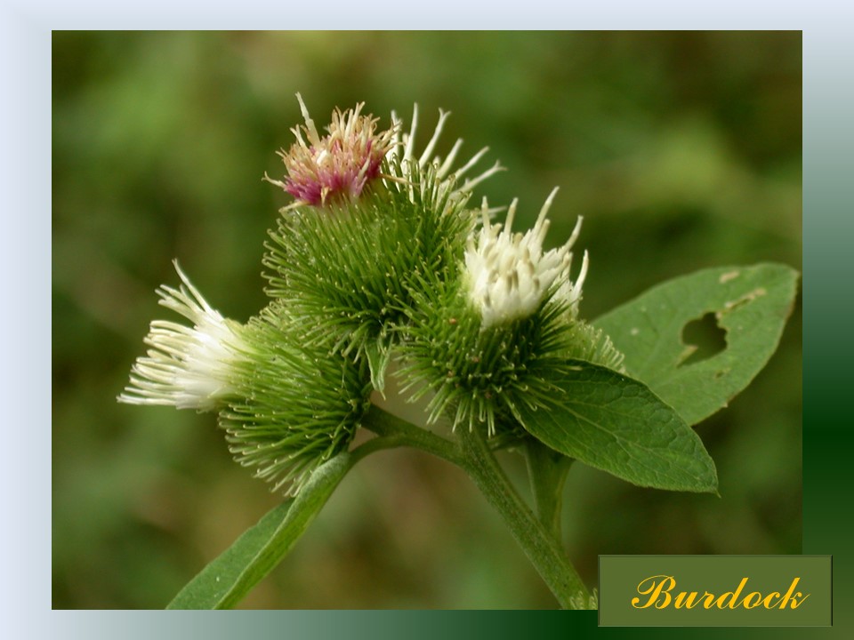 Burdock Herb Use Learn about Herbs