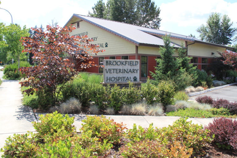 Landscape Architecture, Brookfield Veterinary Hospital Redmond, WA