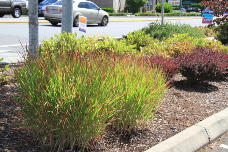 Landscape Architecture, Brookfield Veterinary Hospital Redmond, WA