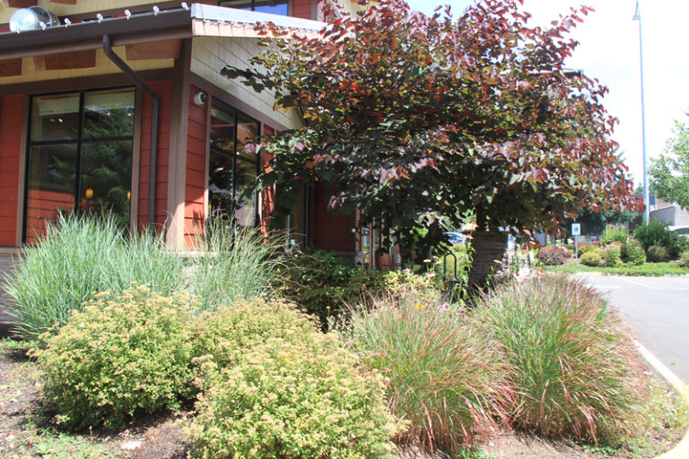 Landscape Architecture, Brookfield Veterinary Hospital Redmond, WA
