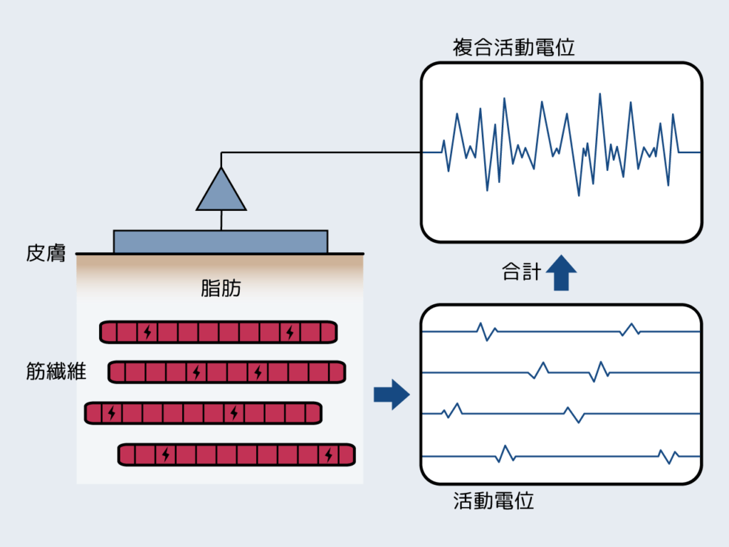 表面筋電位(EMG)とは 技術紹介 (株)ALTs